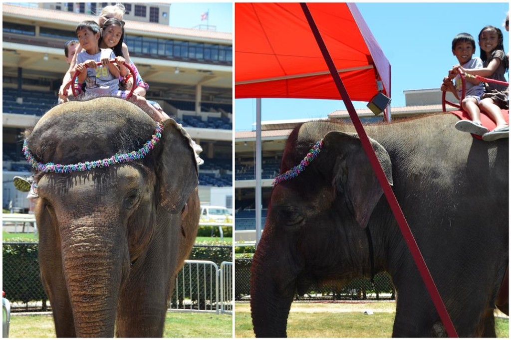County Fair elephant ride