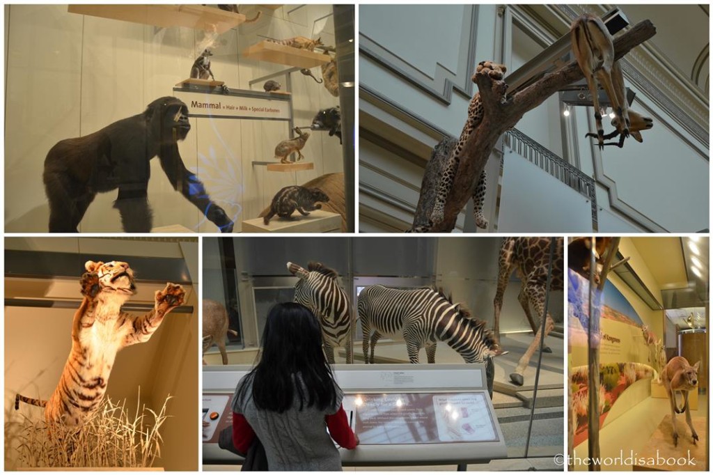Natural History Hall of Mammals