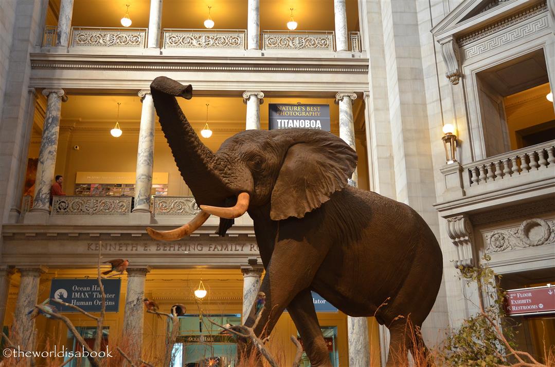 Natural History Museum elephant rotunda
