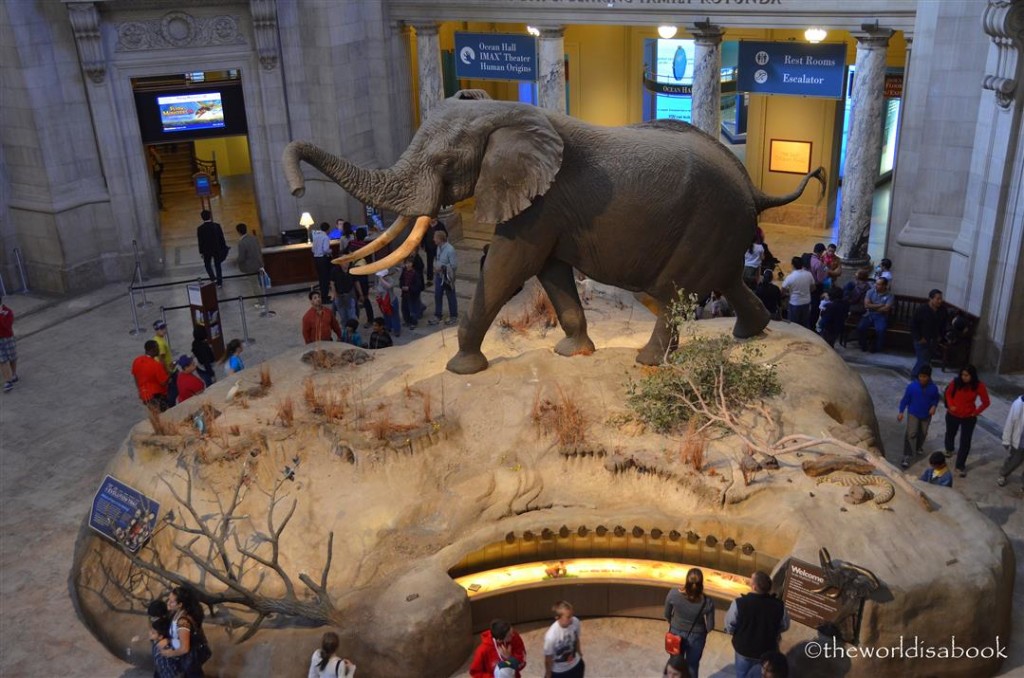 Natural History elephant rotunda