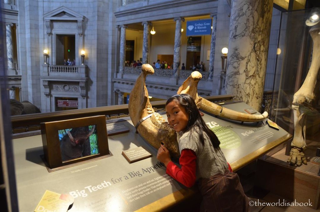 Natural history giant teeth