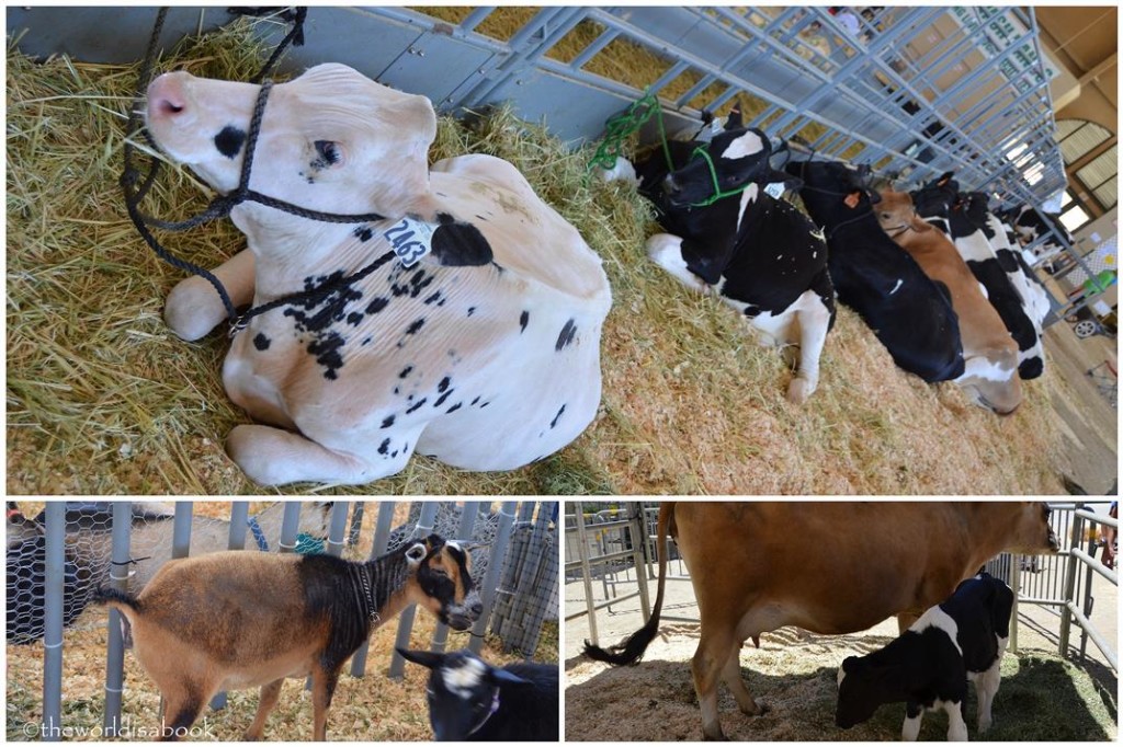 San Diego County Fair animals