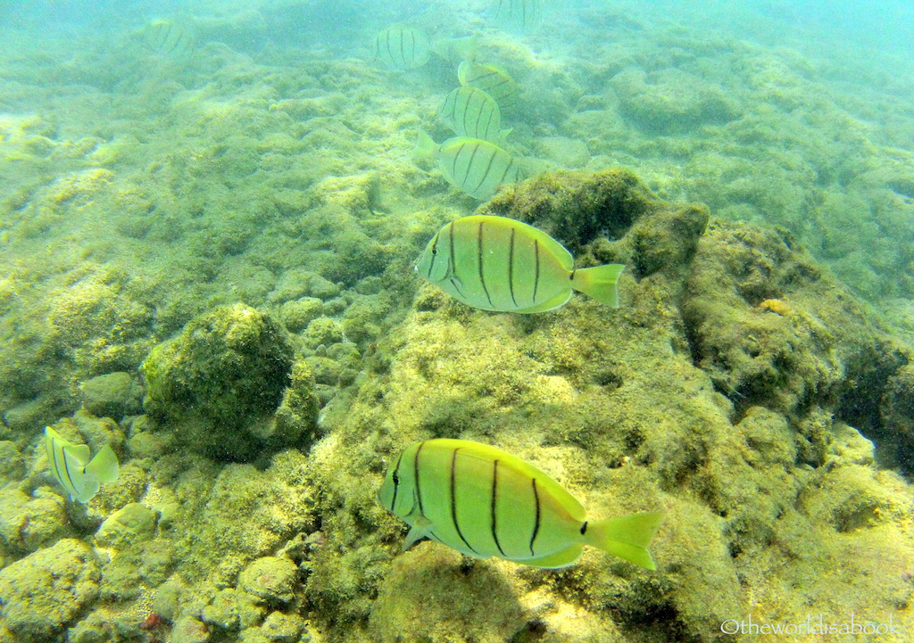 Hanauma bay fish in line