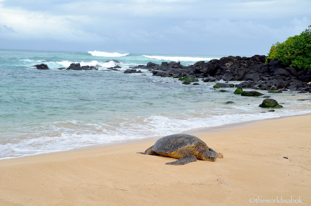 Hawaiian honu or sea turtle