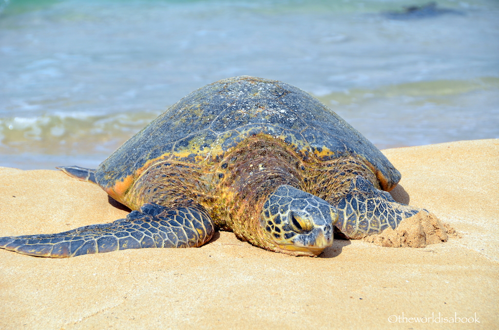 Hawaiian green sea turtle