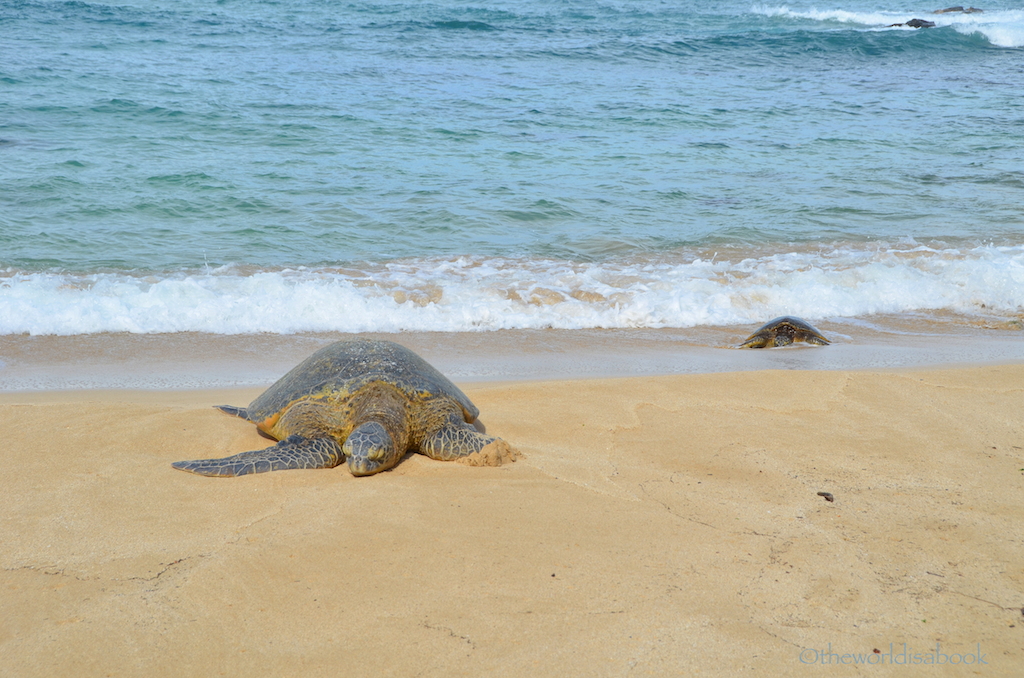 Hawaiian green sea turtles pair