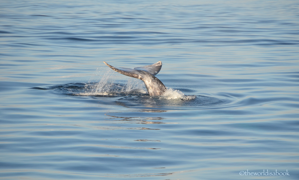 Gray Whale tail