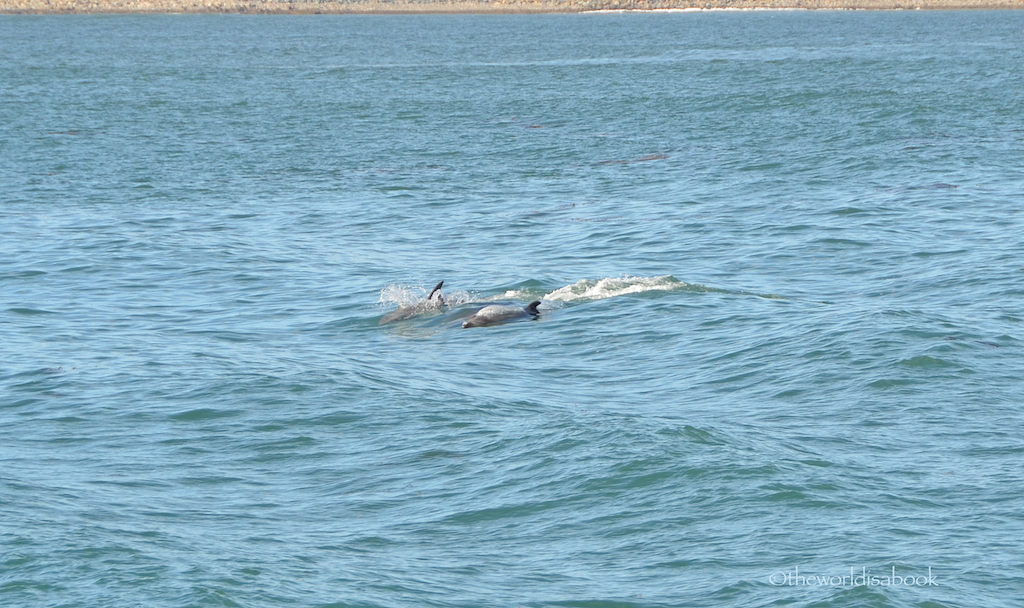 San diego dolphins