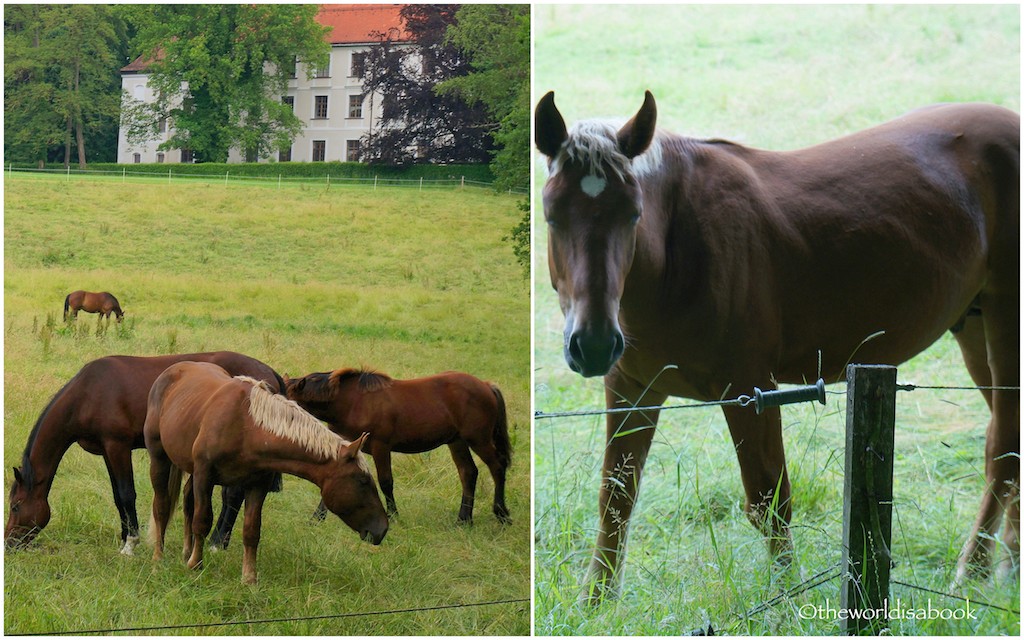 Herrenchiemsee horses