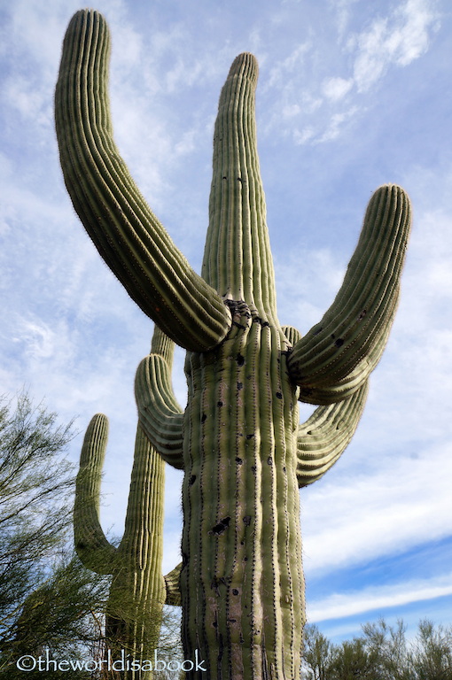 What to do in Saguaro National Park with Kids — Big Brave Nomad