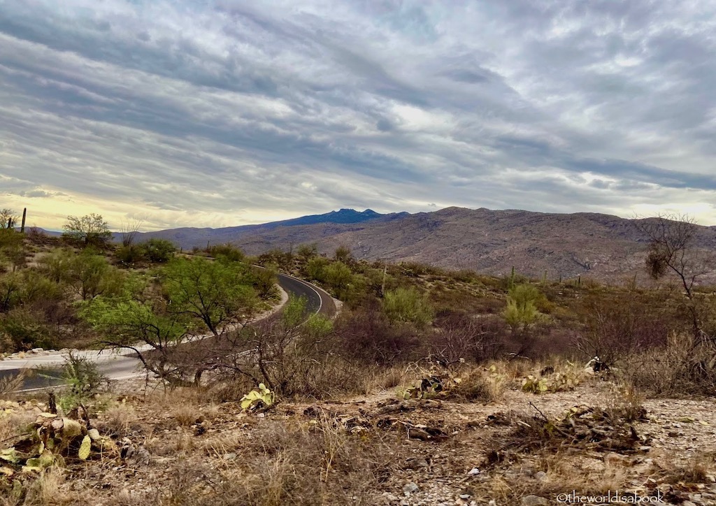 Saguaro National Park Cactus Forest Scenic Loop