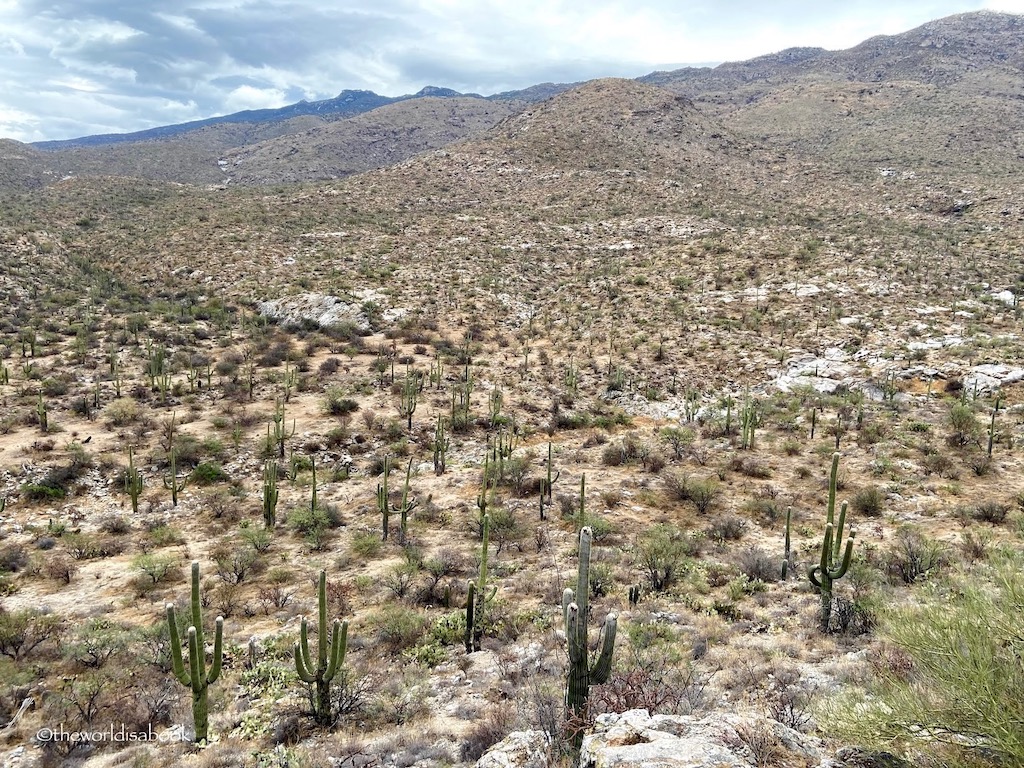 Saguaro National Park cacti forest