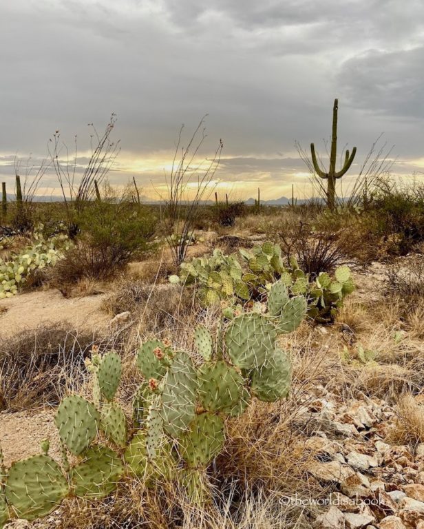 Saguaro National Park sunset