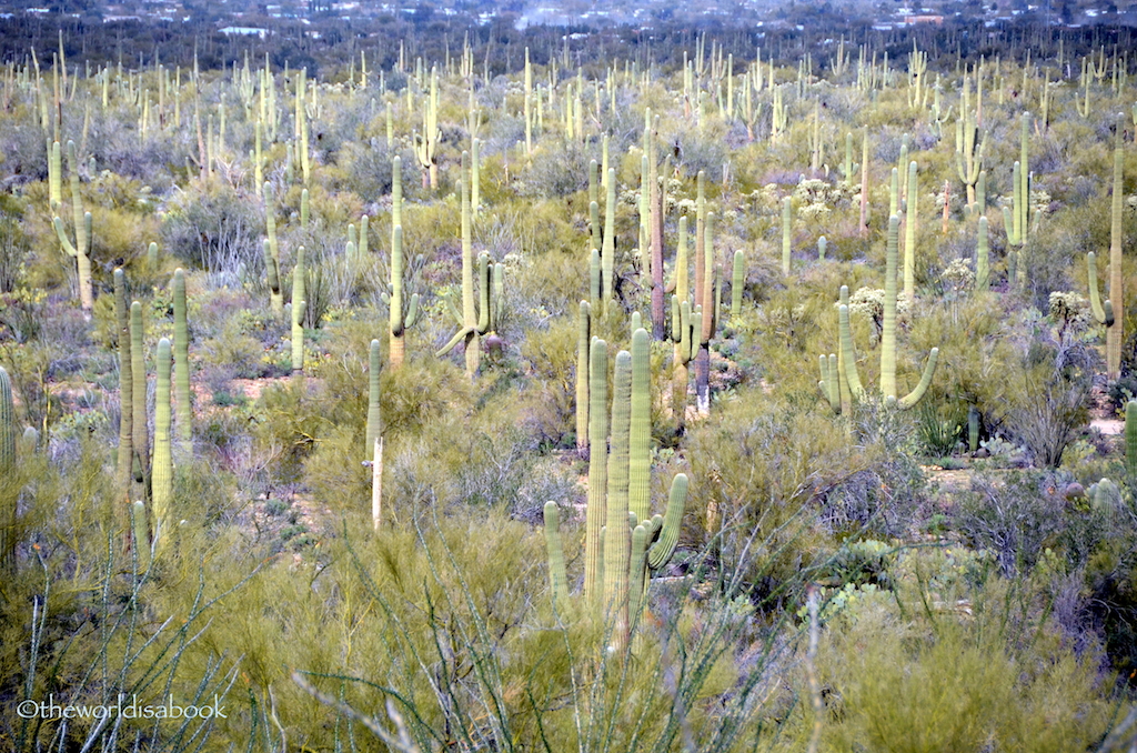 Saguaro cactus forest