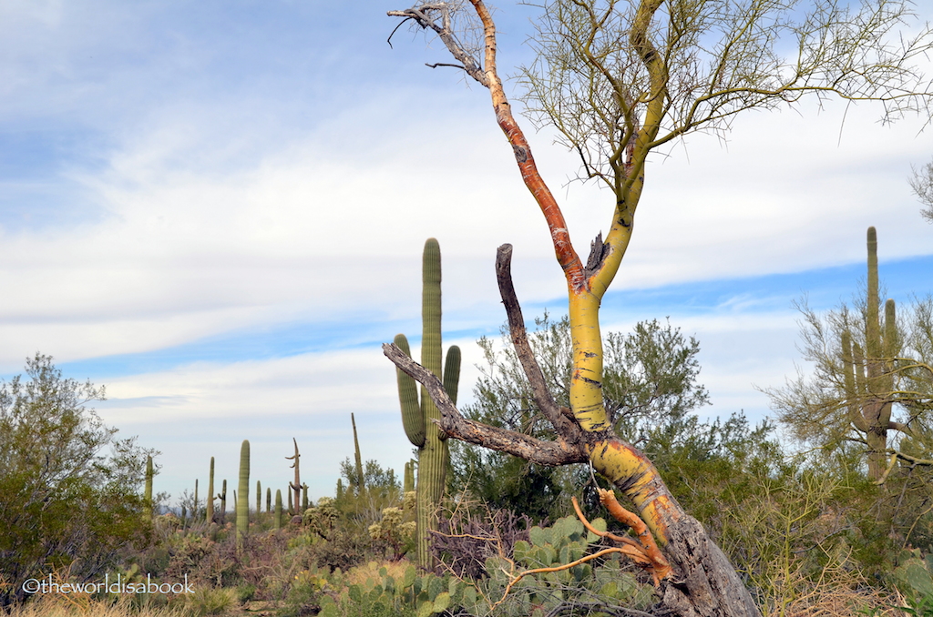 Saguaro nurse plant palo verde