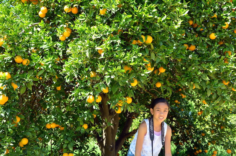 Huntington Garden oranges
