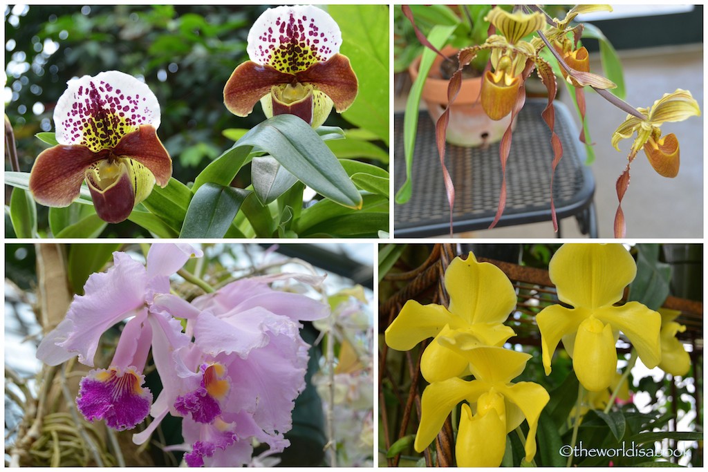 Huntington orchids