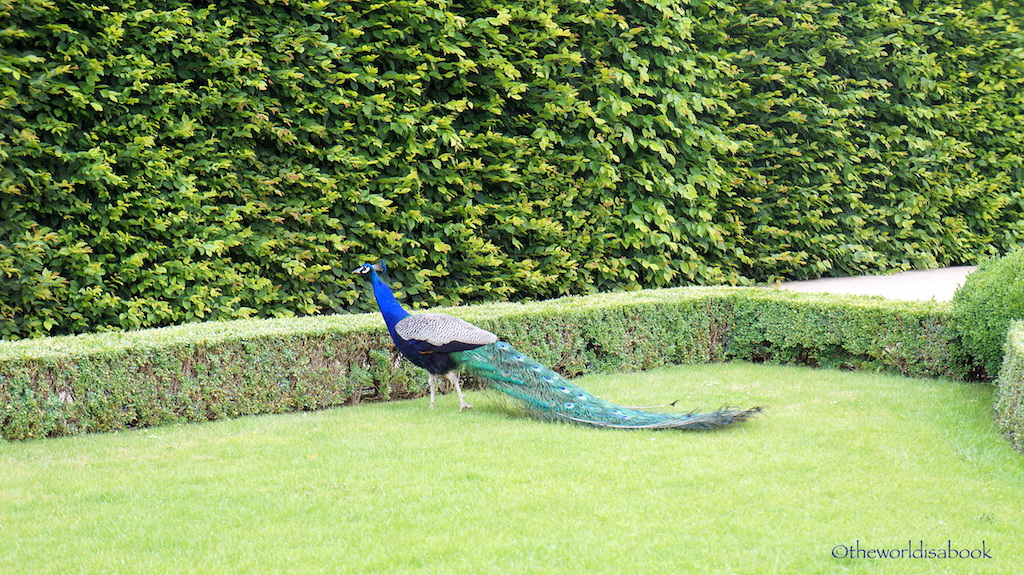 Wallenstein peacock