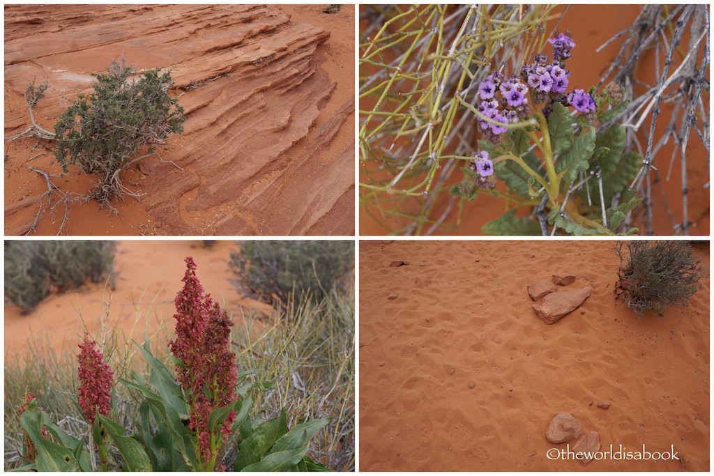 Horseshoe Bend flowers