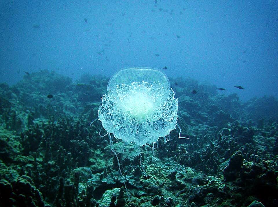 Guam Blue Hole Dive Site