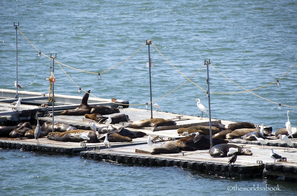 San Diego harbor seals