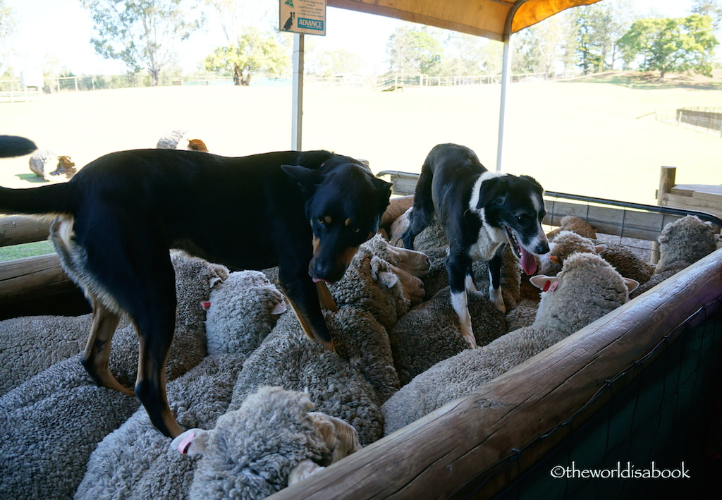 Australia sheep dog Lone Pine