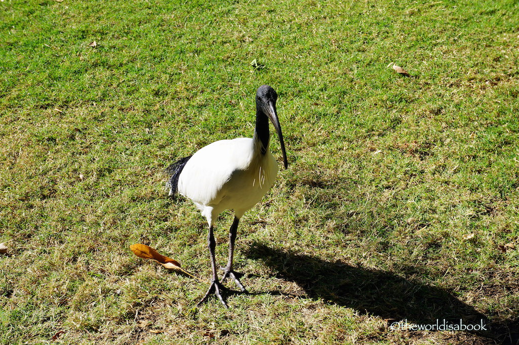 Australian white ibis