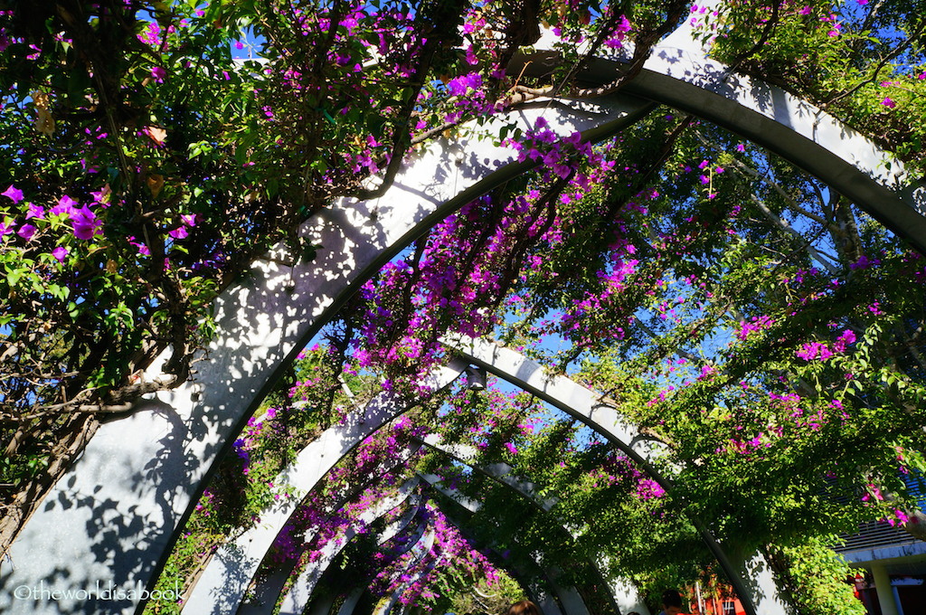 Brisbane south Bank arbour