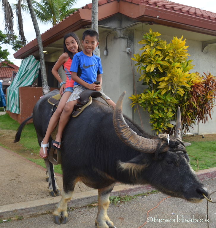 Guam carabao