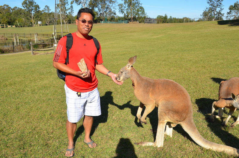 Kangaroo feeding Lone Pine