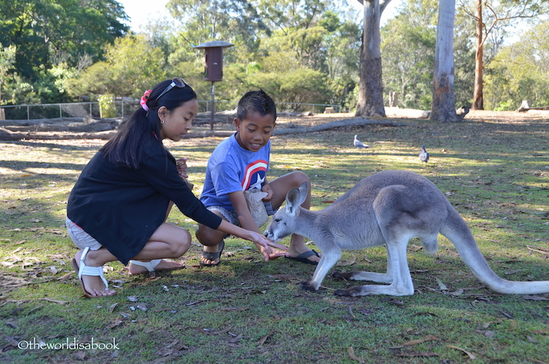 Lone Pine Kangaroo feeding