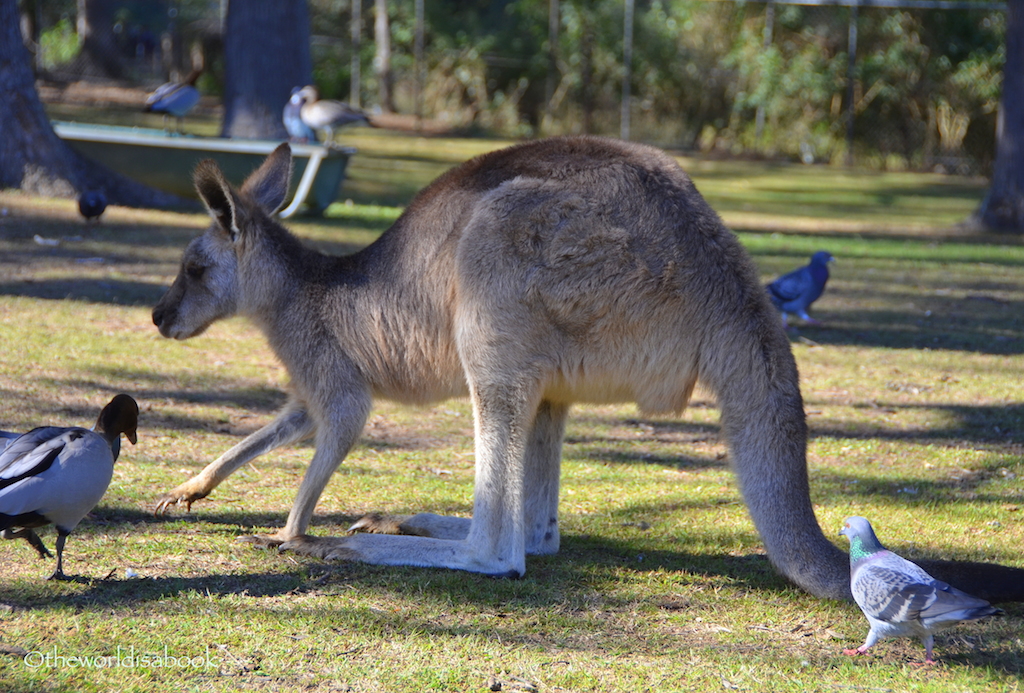 Kangaroos with ducks and pigeons