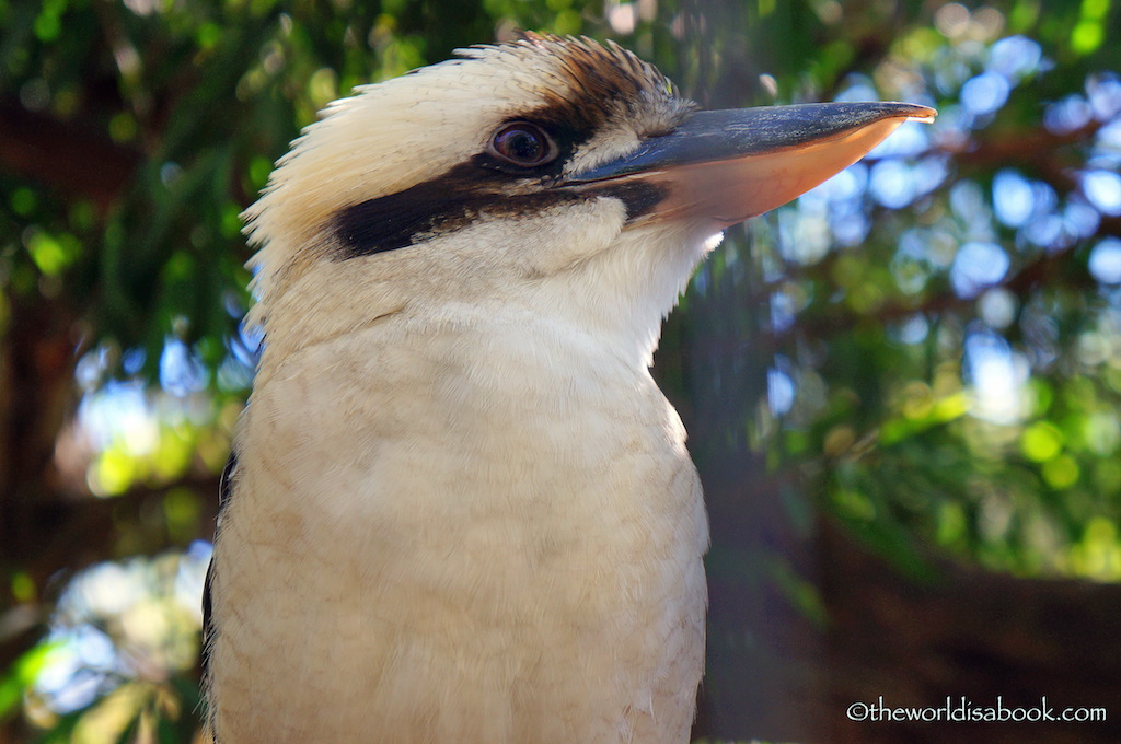 Kookaburra Lone Pine 