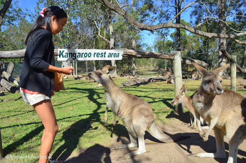 Lone Pine Kangaroos