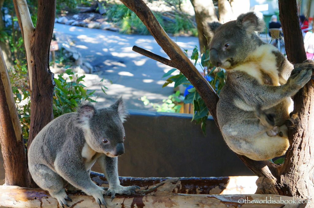 Lone Pine Koala Sanctuary koalas
