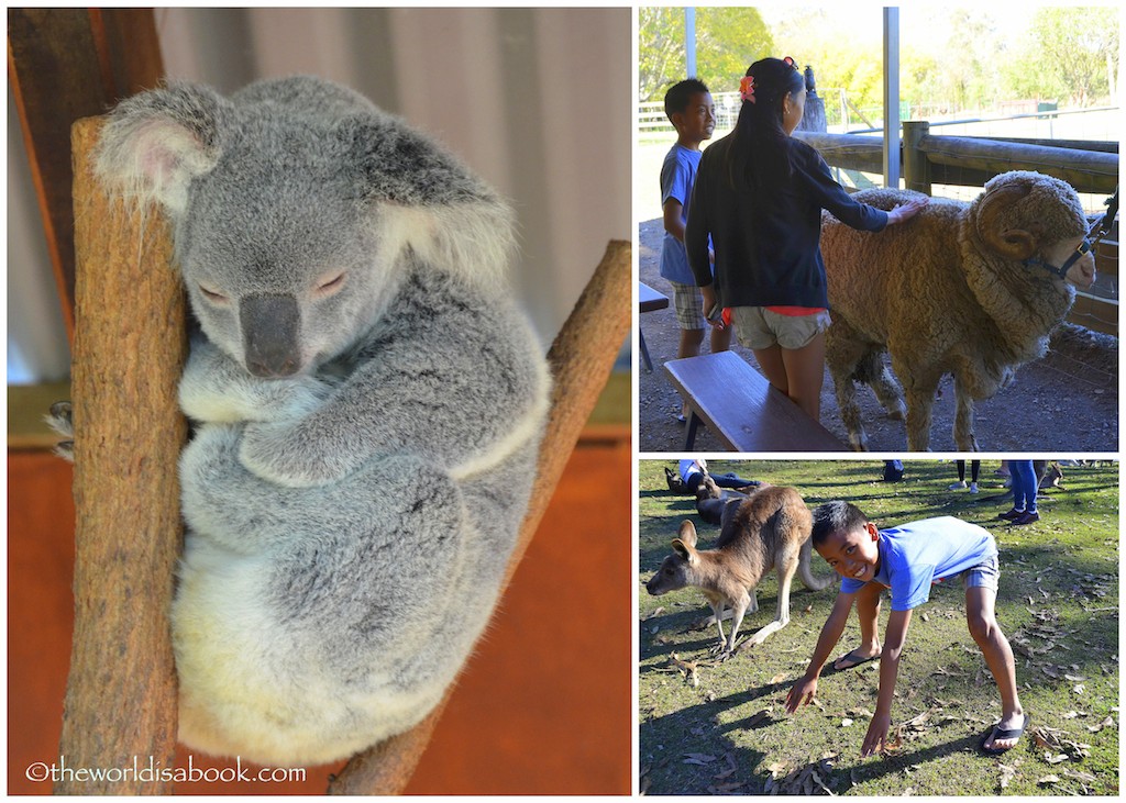 Lone Pine Koala Sanctuary with kids