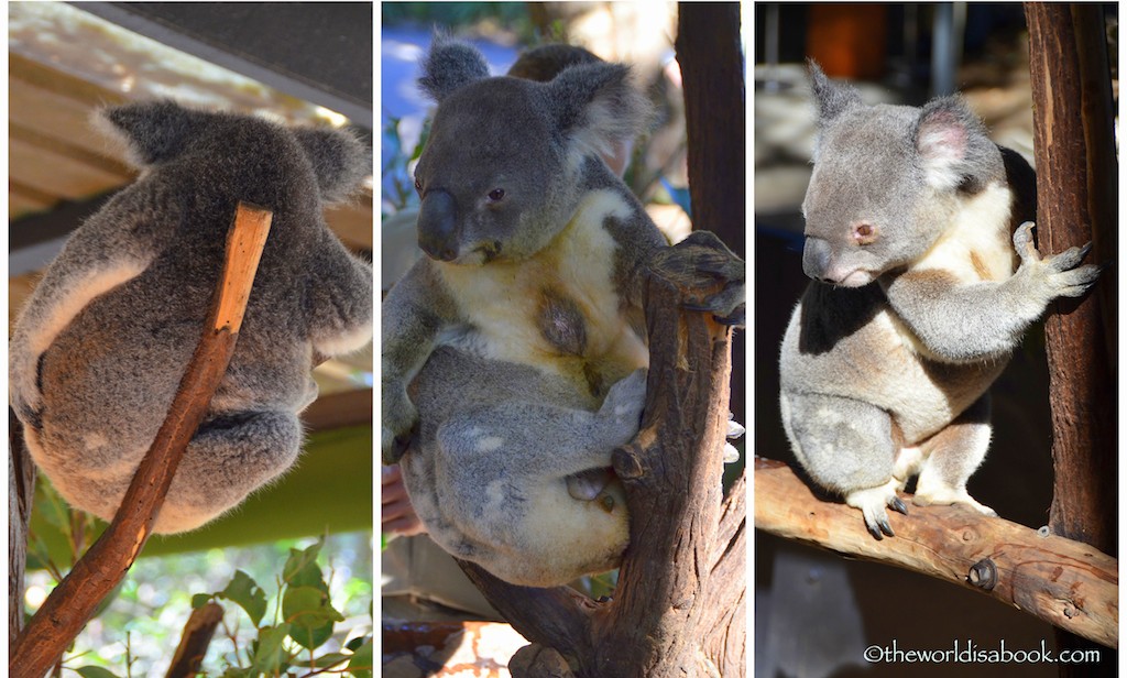 Lone Pine Koala Sanctuary