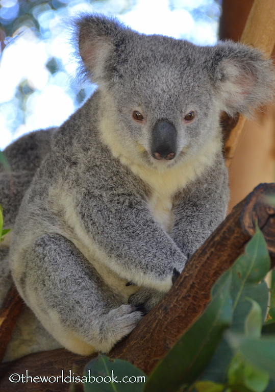 Lone Pine Koala Sanctuary