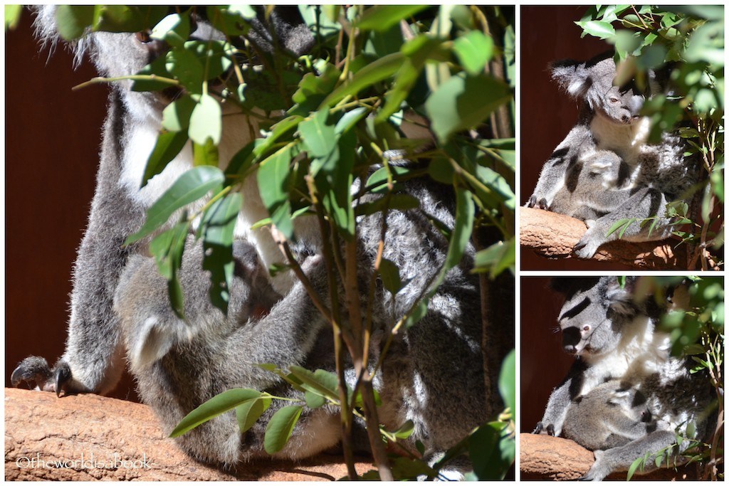Lone Pine Koala joeys
