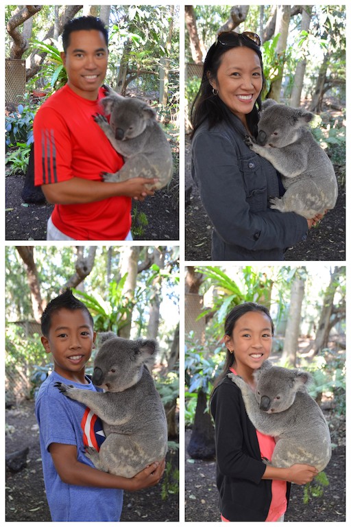 Lone Pine Koalas