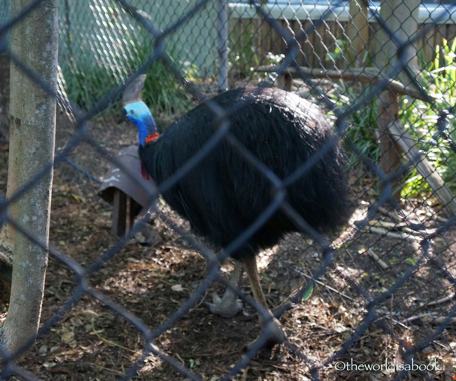 Lone Pine Southern Cassowary