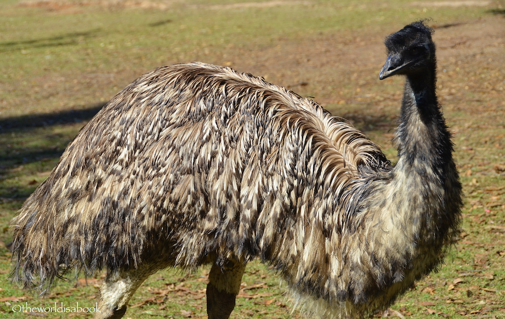 Lone Pine emu
