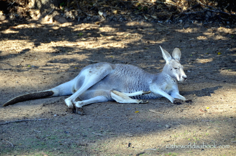 Lone Pine kangaroo and joey