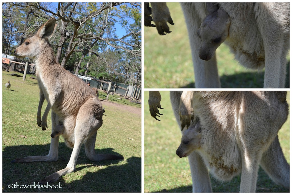 Lone Pine kangaroo joey