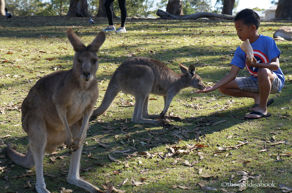 Lone Pine koala sanctuary kangaroos