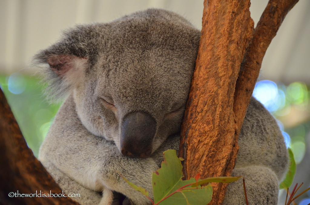 Lone Pine koala sleeping