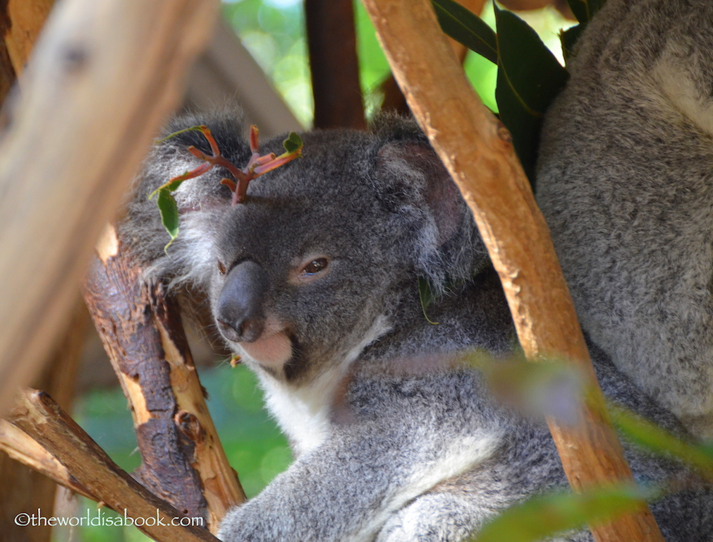 Lone Pine koalas