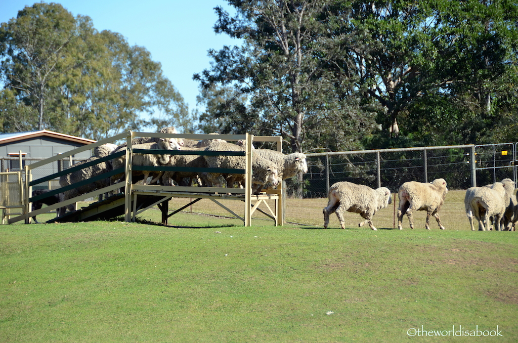 Lone Pine sheep herding