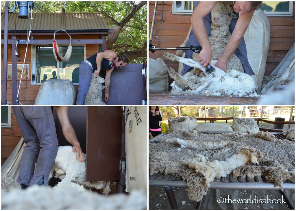 Lone Pine sheep shearing demonstration