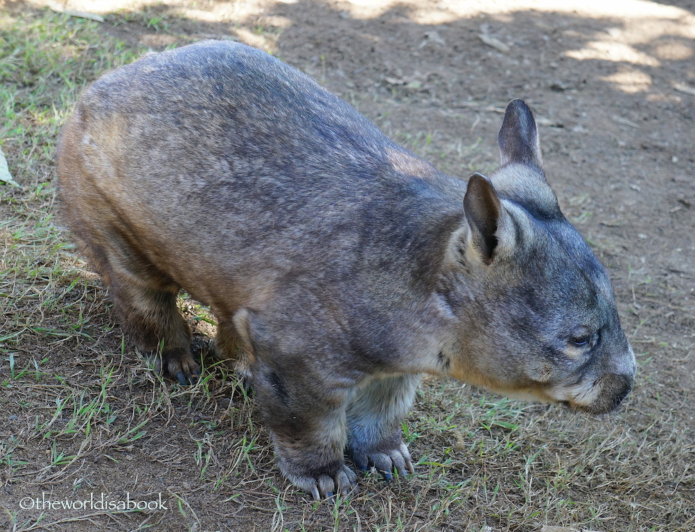 Lone Pine wombat